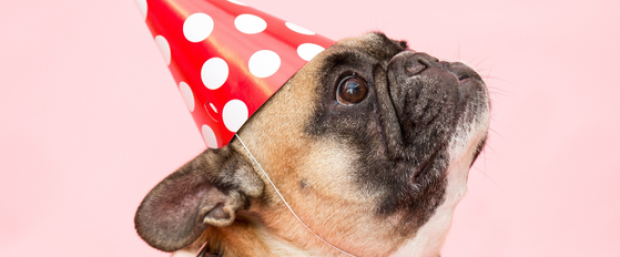 a dog with a red and white dotted pointy hat on a pink background